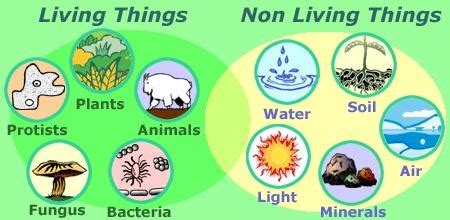 drawing of non living things is called|Non.